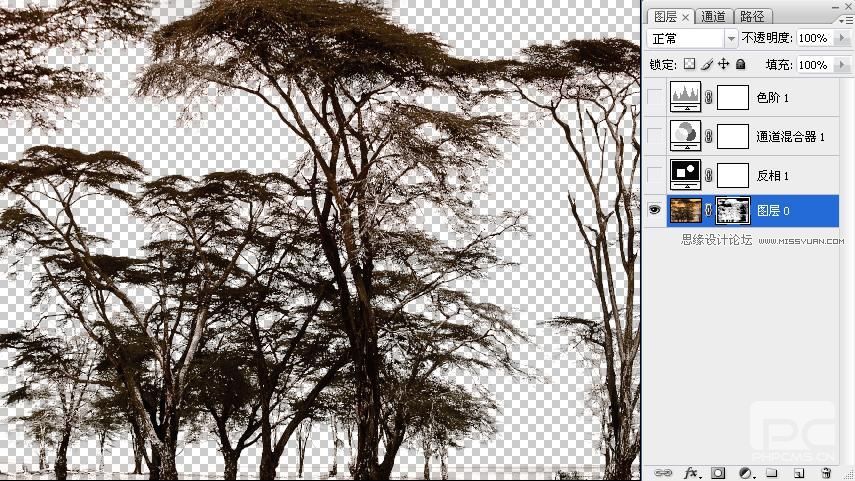 Photoshop抠图教程:抠出复杂的树林