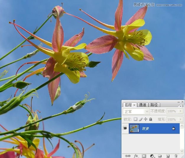 Photoshop巧用颜色通道将花卉从背景分离,PS教程