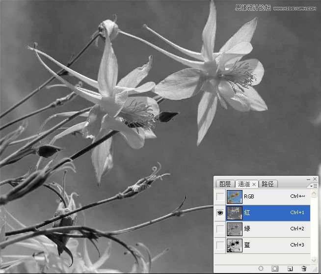 Photoshop巧用颜色通道将花卉从背景分离,PS教程