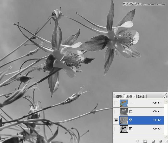Photoshop巧用颜色通道将花卉从背景分离,PS教程