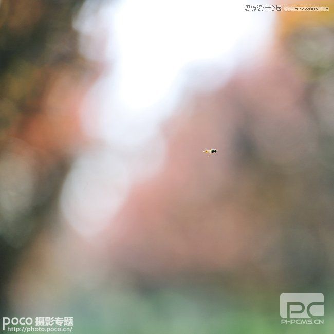 Photoshop合成绚丽背景前飞舞的蝴蝶教程,PS教程