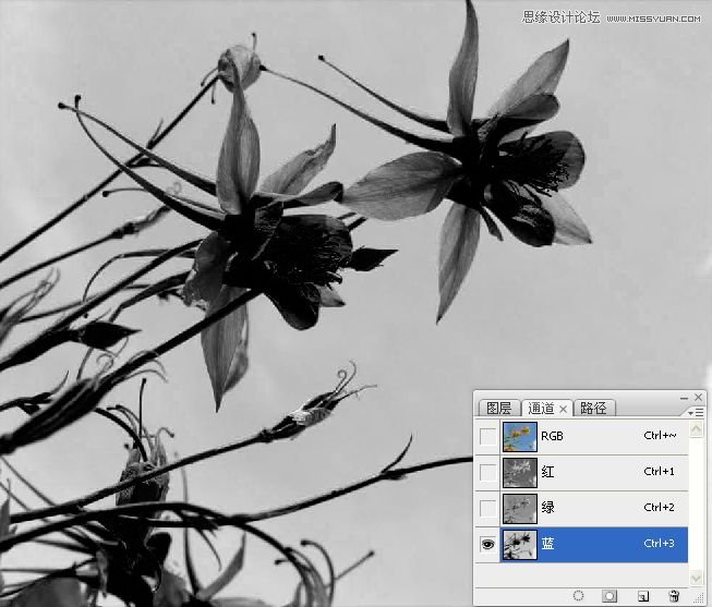 Photoshop巧用颜色通道将花卉从背景分离,PS教程