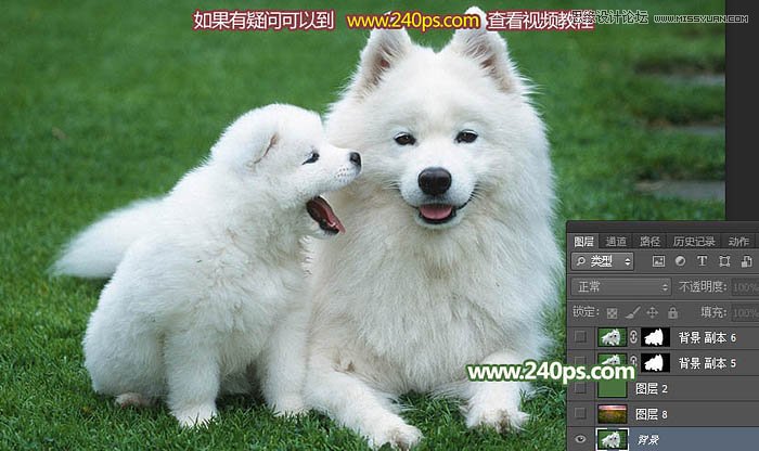 Photoshop完美的抠出毛茸茸的小狗照片