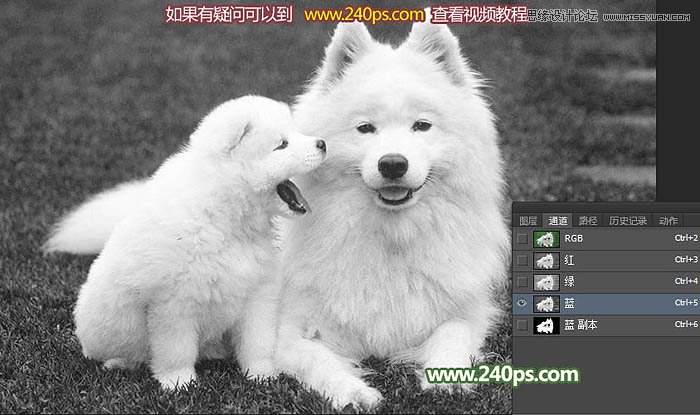 Photoshop完美的抠出毛茸茸的小狗照片