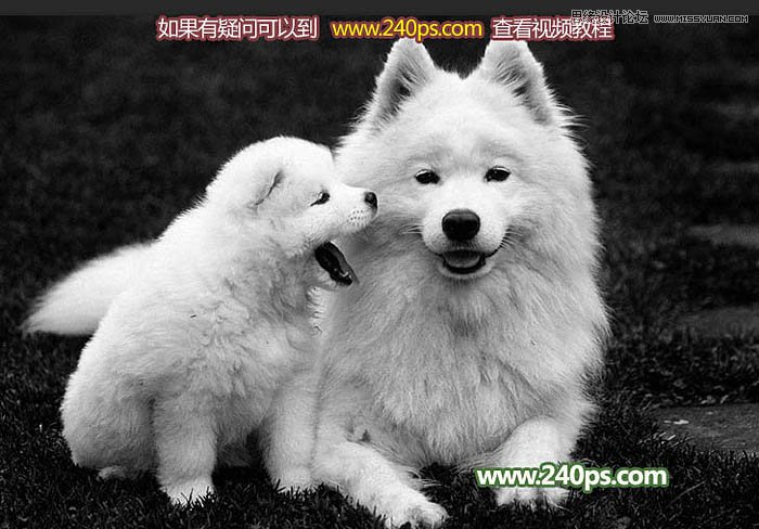 Photoshop完美的抠出毛茸茸的小狗照片