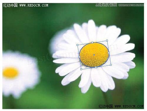 Illustrator绘制漂亮的白色雏菊效果,PS教程,