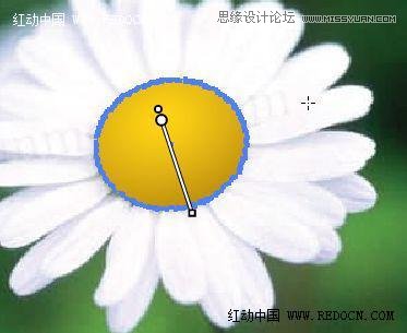 Illustrator绘制漂亮的白色雏菊效果,PS教程,
