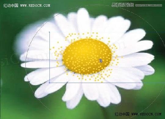 Illustrator绘制漂亮的白色雏菊效果,PS教程,
